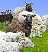 Landes-Schafzuchtverband